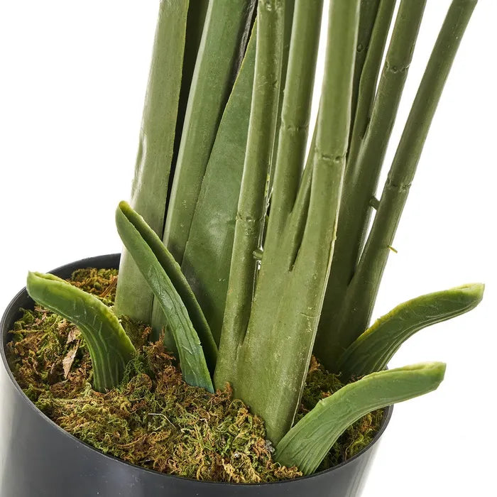 PLANTA PALMERA 160