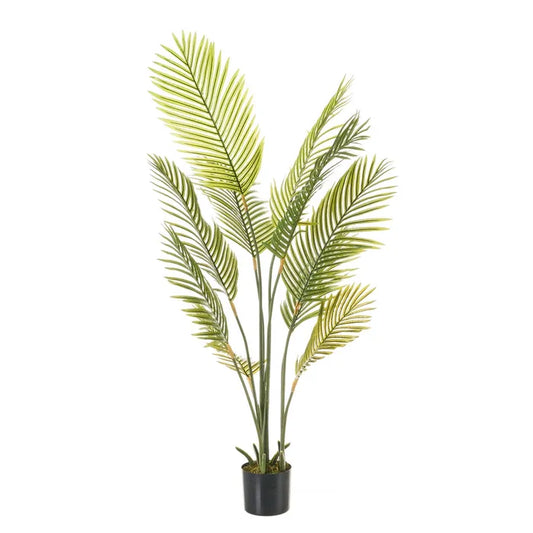 PLANTA PALMERA 160